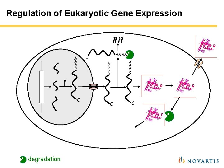 Regulation of Eukaryotic Gene Expression A A A A C degradation AAAA C A Regulation of Eukaryotic Gene Expression A A A A C degradation AAAA C A