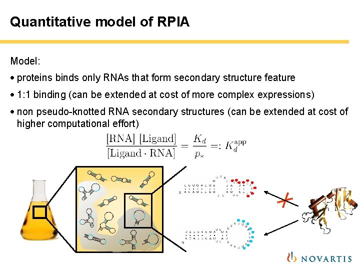 Quantitative model of RPIA Model: · proteins binds only RNAs that form secondary structure Quantitative model of RPIA Model: · proteins binds only RNAs that form secondary structure