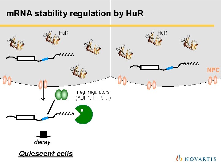 m. RNA stability regulation by Hu. R AAAAA NPC neg. regulators (AUF 1, TTP, m. RNA stability regulation by Hu. R AAAAA NPC neg. regulators (AUF 1, TTP,