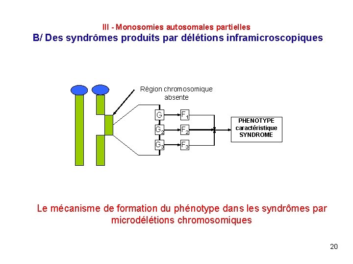 III - Monosomies autosomales partielles B/ Des syndrômes produits par délétions inframicroscopiques Région chromosomique