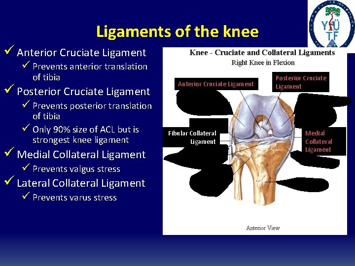 Ligaments of the knee ü Anterior Cruciate Ligament ü Prevents anterior translation of tibia Ligaments of the knee ü Anterior Cruciate Ligament ü Prevents anterior translation of tibia