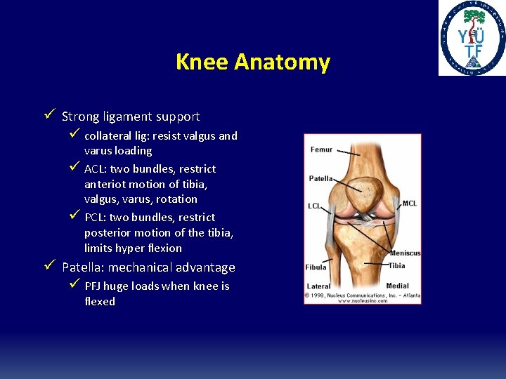 Knee Anatomy ü Strong ligament support ü collateral lig: resist valgus and varus loading Knee Anatomy ü Strong ligament support ü collateral lig: resist valgus and varus loading