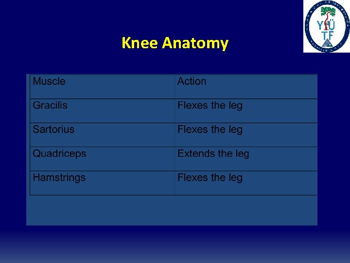 Knee Anatomy Knee Anatomy