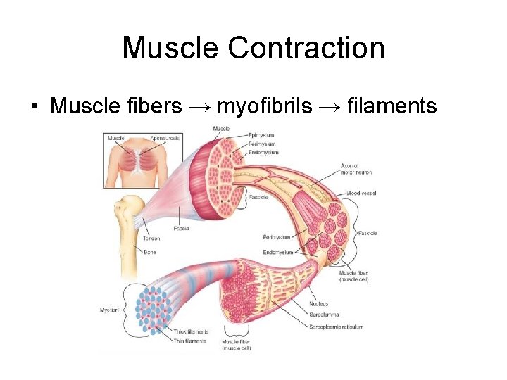 Muscle Contraction • Muscle fibers → myofibrils → filaments  Muscle Contraction • Muscle fibers → myofibrils → filaments