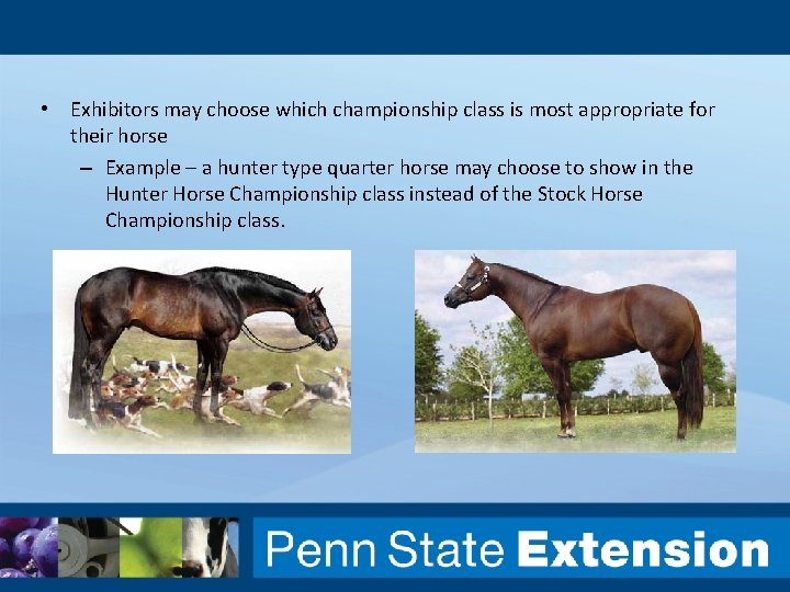  • Exhibitors may choose which championship class is most appropriate for their horse