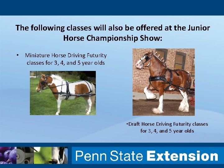 The following classes will also be offered at the Junior Horse Championship Show: •