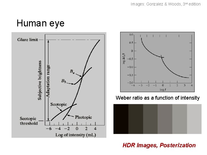 Images: Gonzalez & Woods, 3 rd edition Human eye Weber ratio as a function Images: Gonzalez & Woods, 3 rd edition Human eye Weber ratio as a function