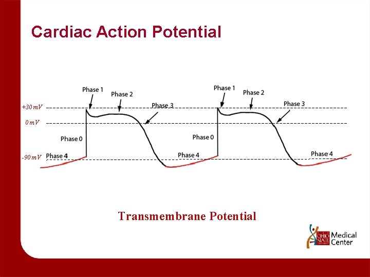 Cardiac Action Potential +30 m. V -90 m. V Transmembrane Potential 