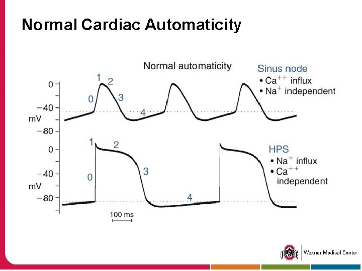 Normal Cardiac Automaticity 