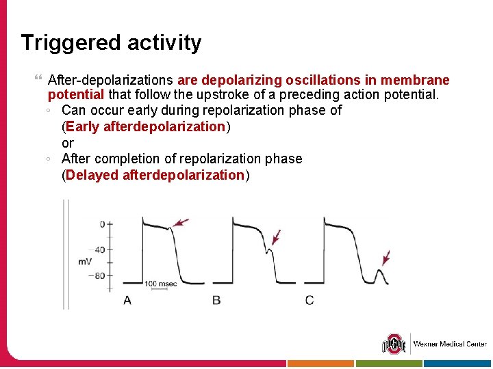 Triggered activity After-depolarizations are depolarizing oscillations in membrane potential that follow the upstroke of