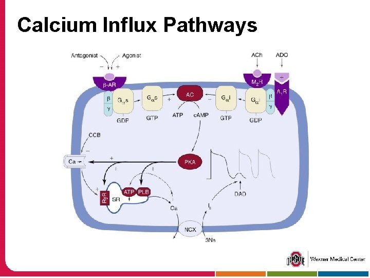 Calcium Influx Pathways 