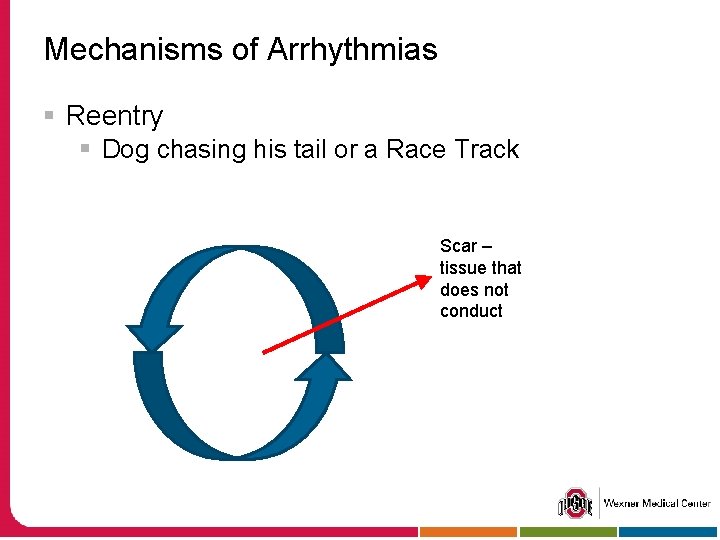 Mechanisms of Arrhythmias § Reentry § Dog chasing his tail or a Race Track