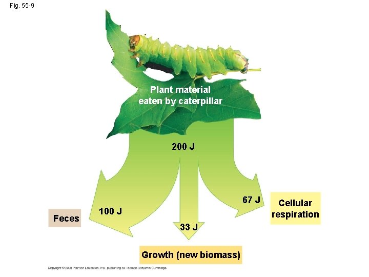 Fig. 55 -9 Plant material eaten by caterpillar 200 J 67 J Feces 100