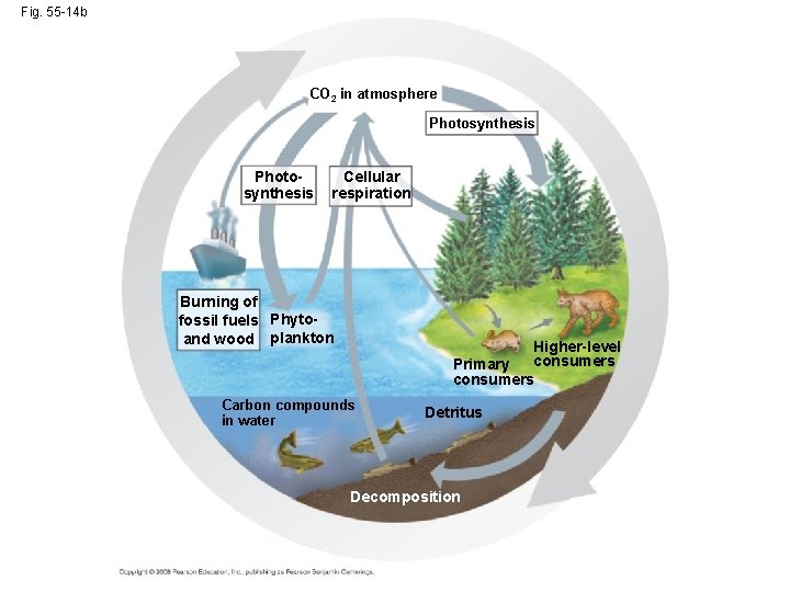 Fig. 55 -14 b CO 2 in atmosphere Photosynthesis Cellular respiration Burning of fossil