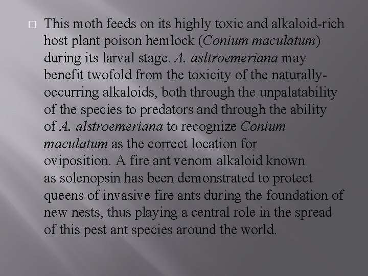 � This moth feeds on its highly toxic and alkaloid-rich host plant poison hemlock