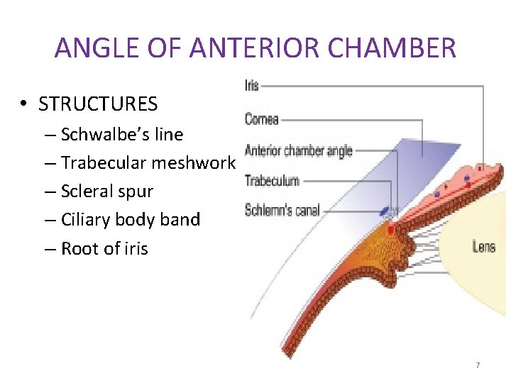 ANGLE OF ANTERIOR CHAMBER • STRUCTURES – Schwalbe’s line – Trabecular meshwork – Scleral