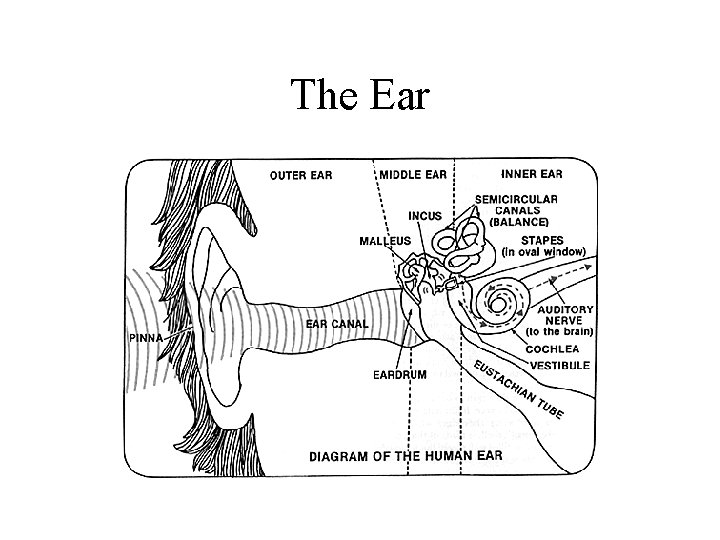 The Ear 