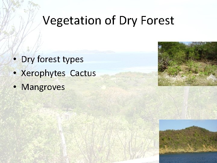 Vegetation of Dry Forest • Dry forest types • Xerophytes Cactus • Mangroves 