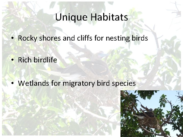 Unique Habitats • Rocky shores and cliffs for nesting birds • Rich birdlife •