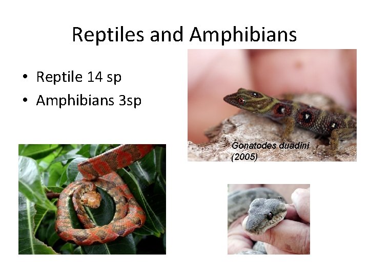 Reptiles and Amphibians • Reptile 14 sp • Amphibians 3 sp Gonatodes duadini (2005)