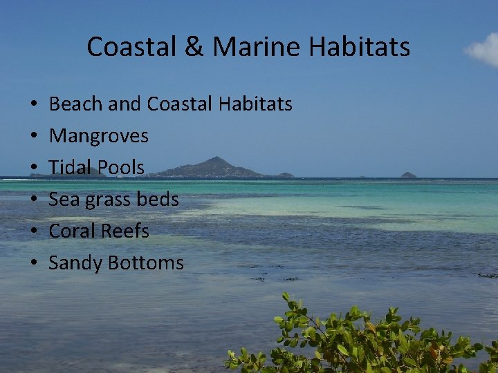 Coastal & Marine Habitats • • • Beach and Coastal Habitats Mangroves Tidal Pools