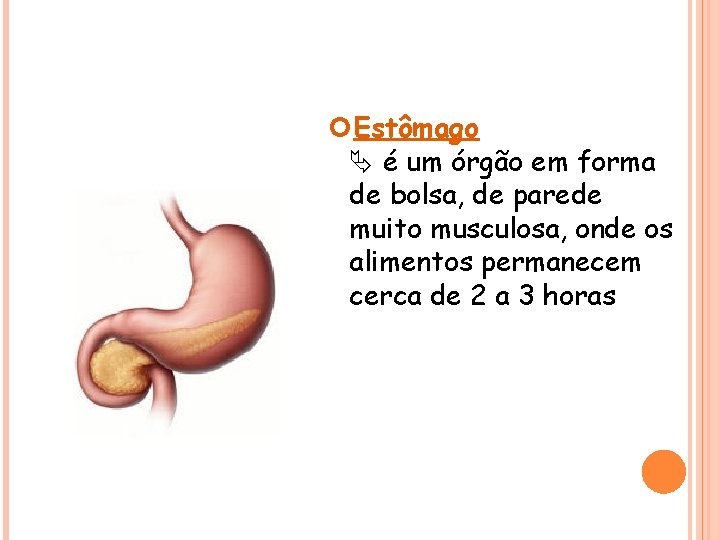  Estômago é um órgão em forma de bolsa, de parede muito musculosa, onde