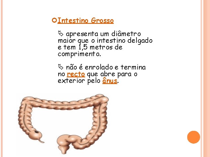  Intestino Grosso apresenta um diâmetro maior que o intestino delgado e tem 1,