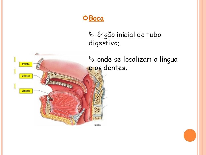  Boca órgão inicial do tubo digestivo; onde se localizam a língua e os