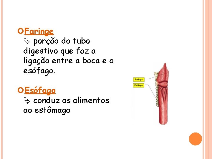  Faringe porção do tubo digestivo que faz a ligação entre a boca e