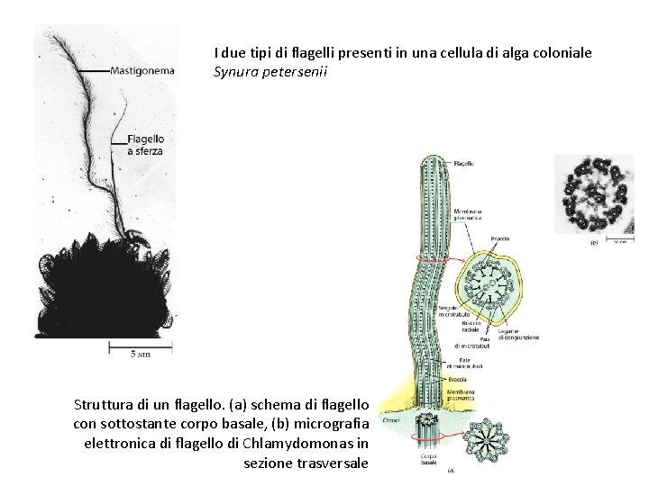I due tipi di flagelli presenti in una cellula di alga coloniale Synura petersenii