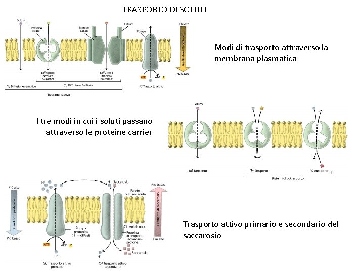 TRASPORTO DI SOLUTI Modi di trasporto attraverso la membrana plasmatica I tre modi in