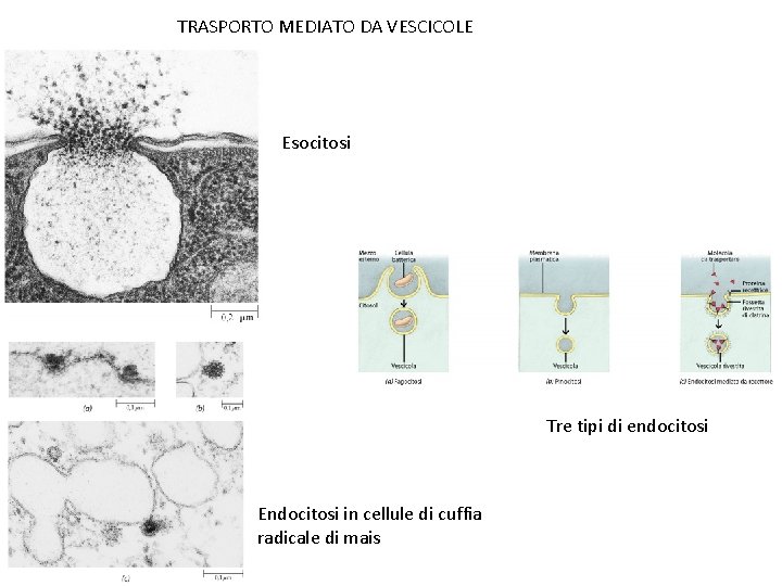 TRASPORTO MEDIATO DA VESCICOLE Esocitosi Tre tipi di endocitosi Endocitosi in cellule di cuffia