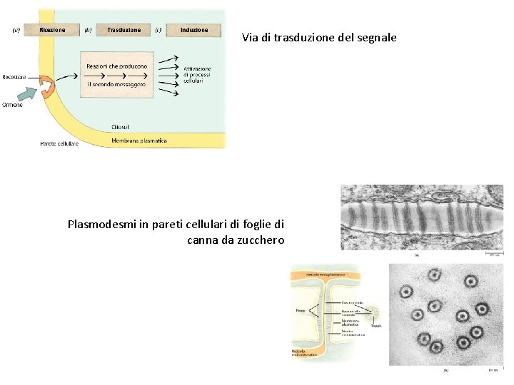 Via di trasduzione del segnale Plasmodesmi in pareti cellulari di foglie di canna da