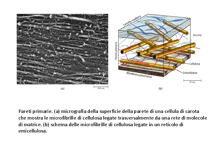 Pareti primarie. (a) micrografia della superficie della parete di una cellula di carota che