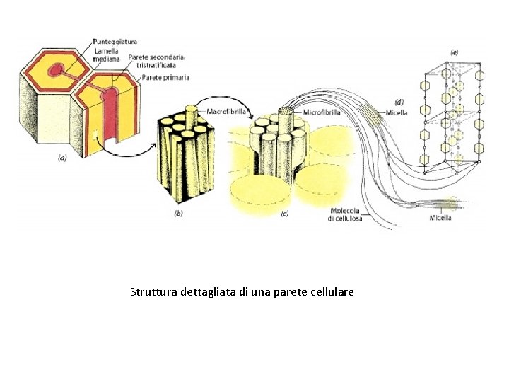 Struttura dettagliata di una parete cellulare 