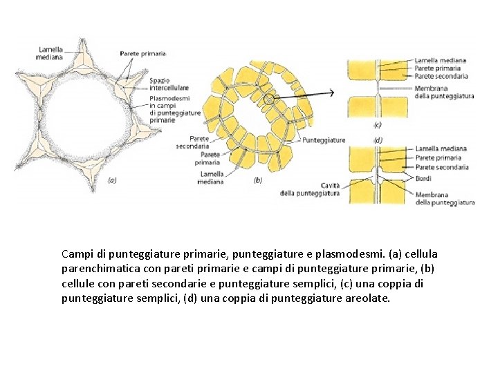 Campi di punteggiature primarie, punteggiature e plasmodesmi. (a) cellula parenchimatica con pareti primarie e