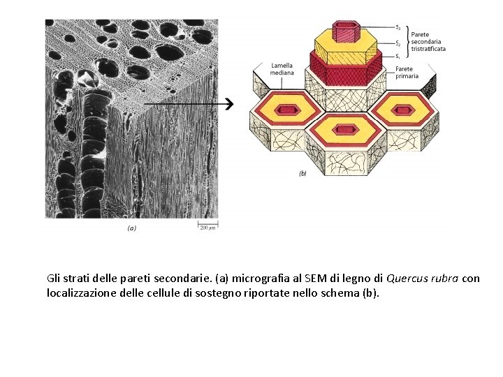 Gli strati delle pareti secondarie. (a) micrografia al SEM di legno di Quercus rubra