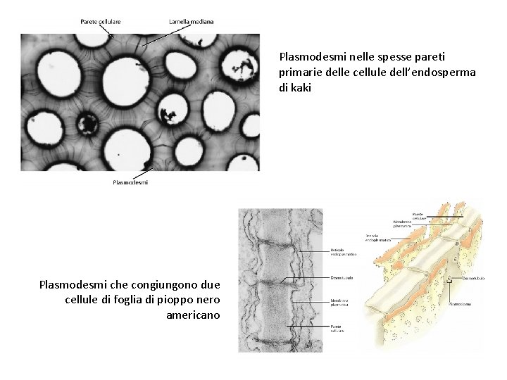 Plasmodesmi nelle spesse pareti primarie delle cellule dell’endosperma di kaki Plasmodesmi che congiungono due