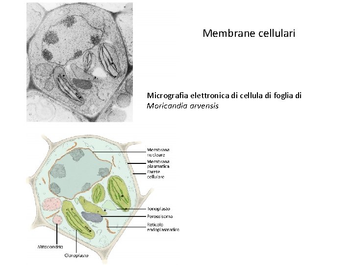 Membrane cellulari Micrografia elettronica di cellula di foglia di Moricandia arvensis 