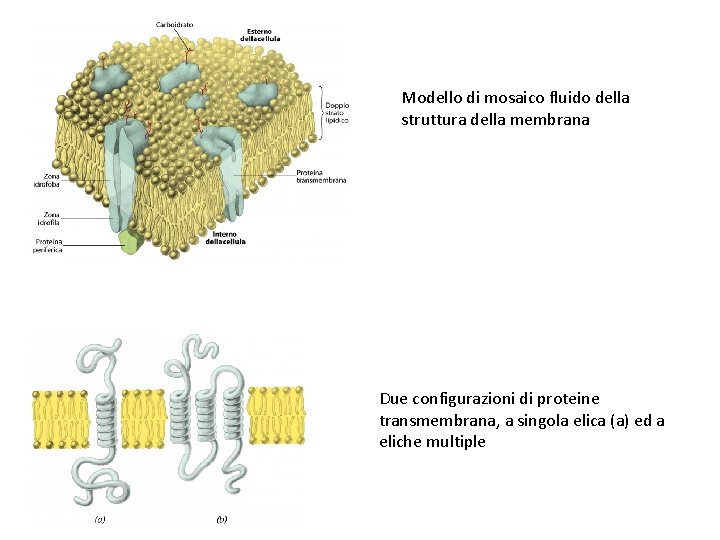 Modello di mosaico fluido della struttura della membrana Due configurazioni di proteine transmembrana, a