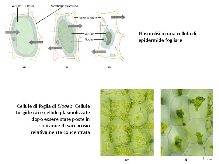 Plasmolisi in una cellula di epidermide fogliare Cellule di foglia di Elodea. Cellule turgide