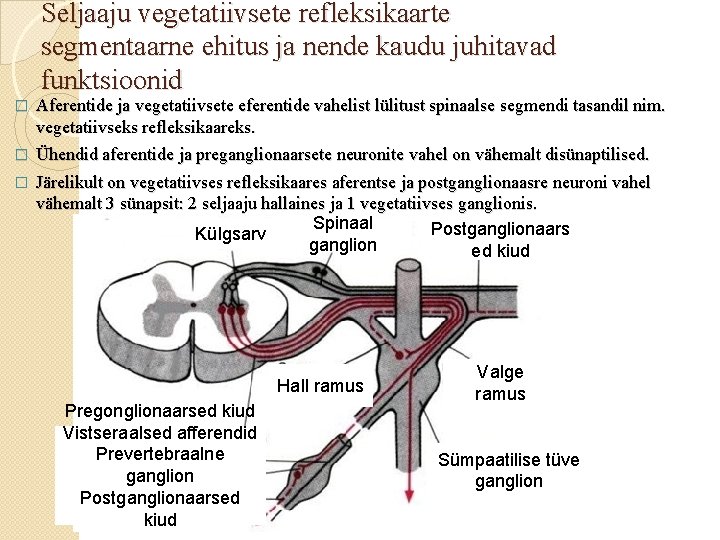 Seljaaju vegetatiivsete refleksikaarte segmentaarne ehitus ja nende kaudu juhitavad funktsioonid Aferentide ja vegetatiivsete eferentide