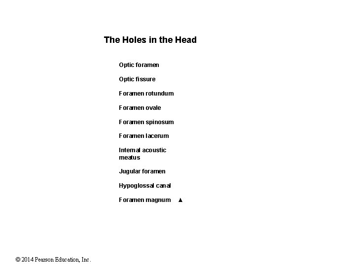 The Holes in the Head Optic foramen Optic fissure Foramen rotundum Foramen ovale Foramen