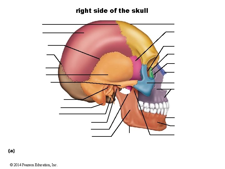 right side of the skull © 2014 Pearson Education, Inc. 