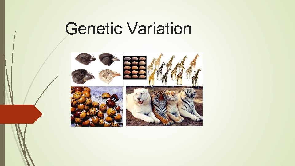 Genetic Variation 