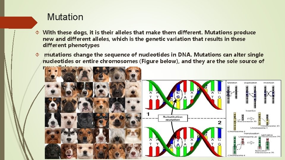 Mutation With these dogs, it is their alleles that make them different. Mutations produce