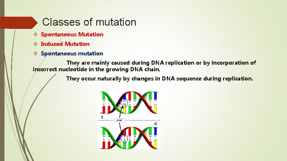 Classes of mutation Spontaneous Mutation Induced Mutation Spontaneous mutation They are mainly caused during