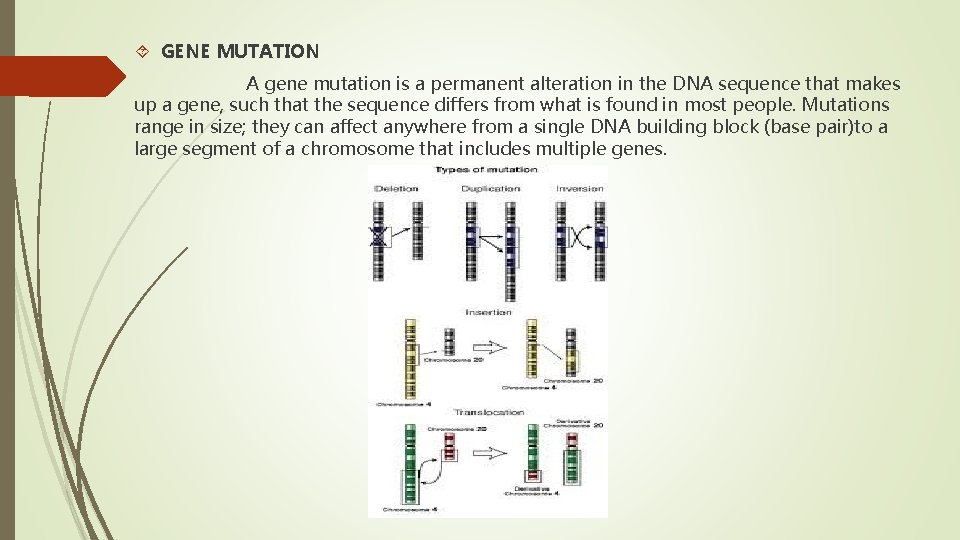  GENE MUTATION A gene mutation is a permanent alteration in the DNA sequence