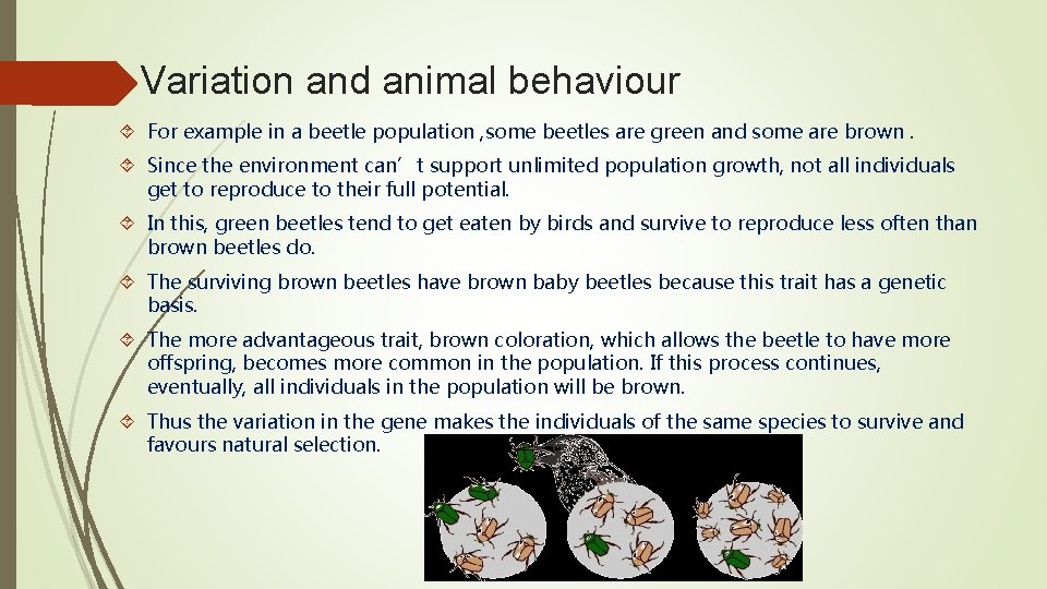 Variation and animal behaviour For example in a beetle population , some beetles are