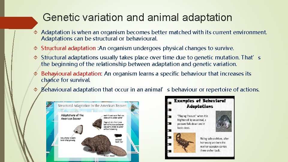 Genetic variation and animal adaptation Adaptation is when an organism becomes better matched with